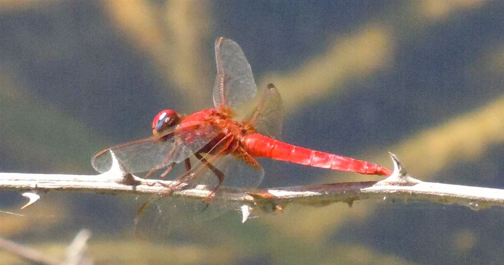 Crocothemis erythraea?